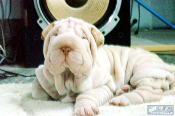 showimg[11].jpg